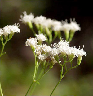 Eupatorium mikanioides