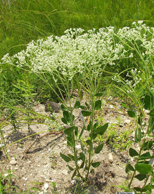 Eupatorium mikanioides