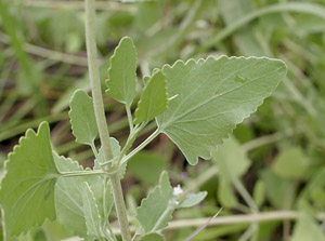 Eupatorium mikanioides