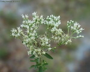 Eupatorium mohrii