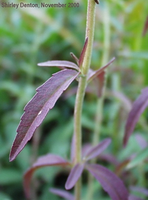 Eupatorium mohrii