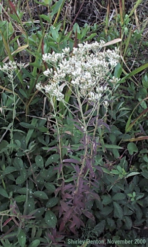 Eupatorium mohrii