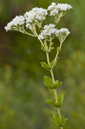 Eupatorium rotundifolium