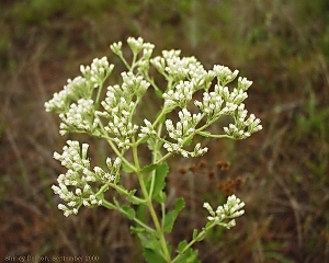 Eupatorium rotundifolium