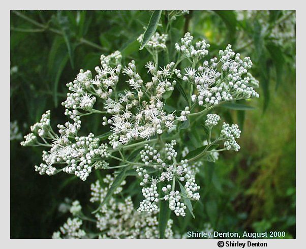 Eupatorium serotinum