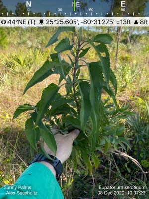 Eupatorium serotinum