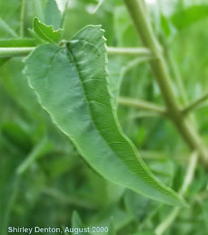 Eupatorium serotinum