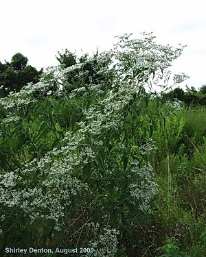 Eupatorium serotinum