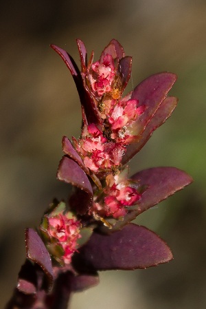 Euphorbia conferta