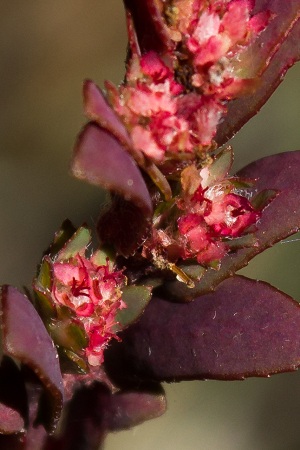 Euphorbia conferta