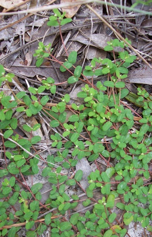 Euphorbia cordifolia