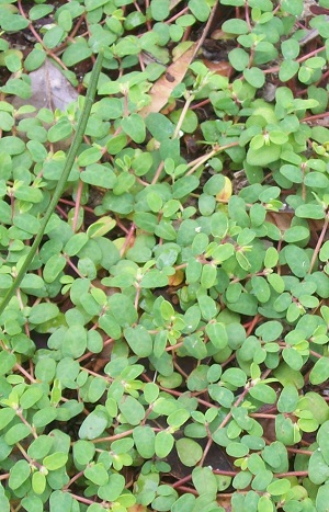 Euphorbia cordifolia