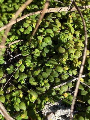 Euphorbia deltoidea