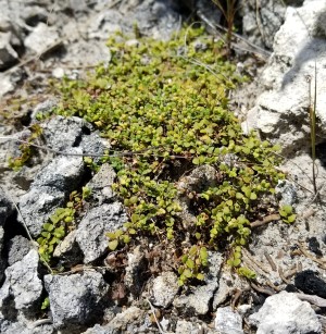 Euphorbia deltoidea