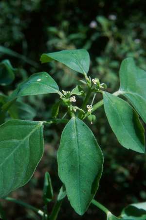 Euphorbia graminea