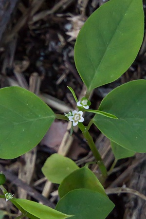 Euphorbia graminea