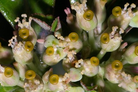 Euphorbia heterophylla