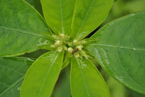 Euphorbia heterophylla