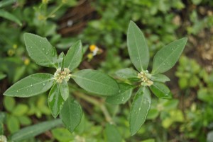 Euphorbia heterophylla