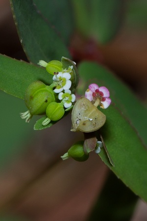 Euphorbia hyssopifolia