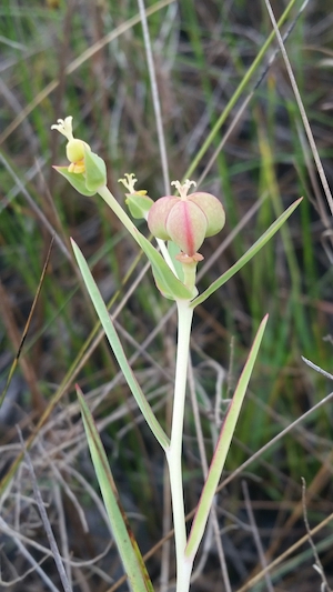 Euphorbia inundata