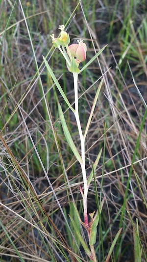 Euphorbia inundata