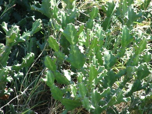 Euphorbia lactea