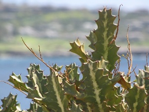 Euphorbia lactea