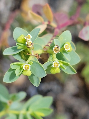 Euphorbia mesembryanthemifolia