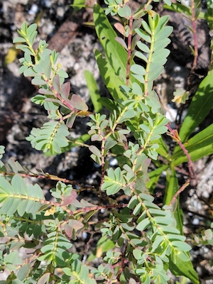 Euphorbia mesembryanthemifolia