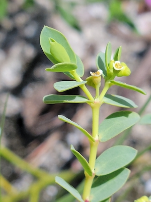 Euphorbia mesembryanthemifolia