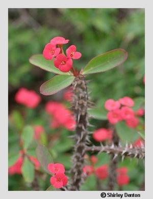 Euphorbia milii