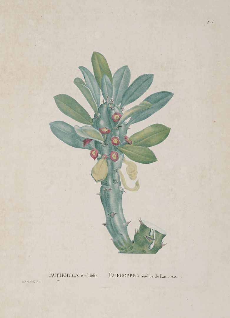Euphorbia neriifolia