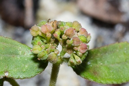 Euphorbia ophthalmica