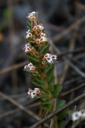 Euphorbia pergamena