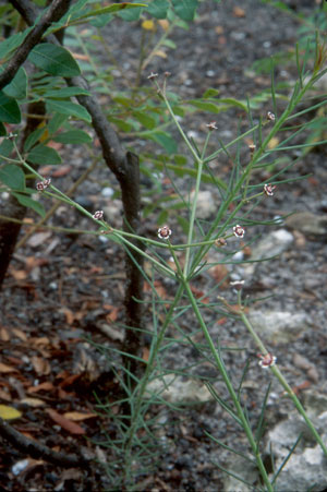 Euphorbia polyphylla