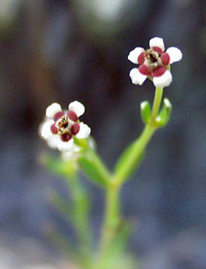 Euphorbia polyphylla