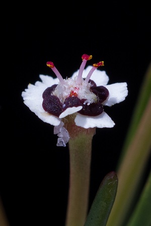 Euphorbia polyphylla