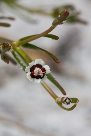 Euphorbia polyphylla