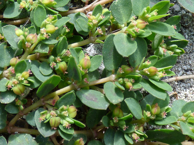 Euphorbia serpens