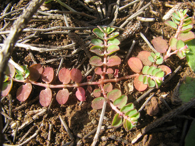 Euphorbia serpens