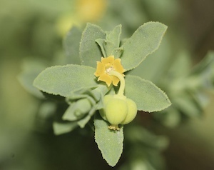 Euphorbia trichotoma