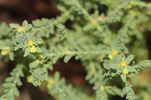 Euphorbia trichotoma