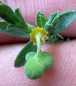 Euphorbia trichotoma