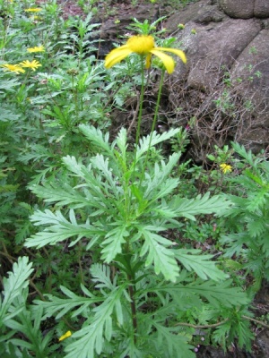 Euryops chrysanthemoides