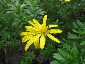 Euryops chrysanthemoides