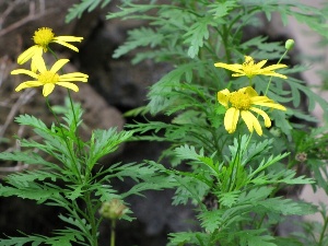 Euryops chrysanthemoides