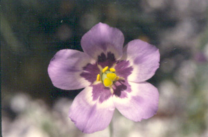 Eustoma exaltatum