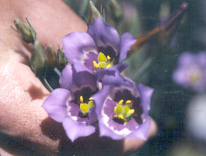 Eustoma exaltatum