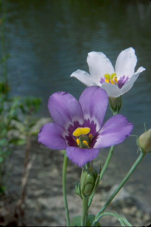 Eustoma exaltatum